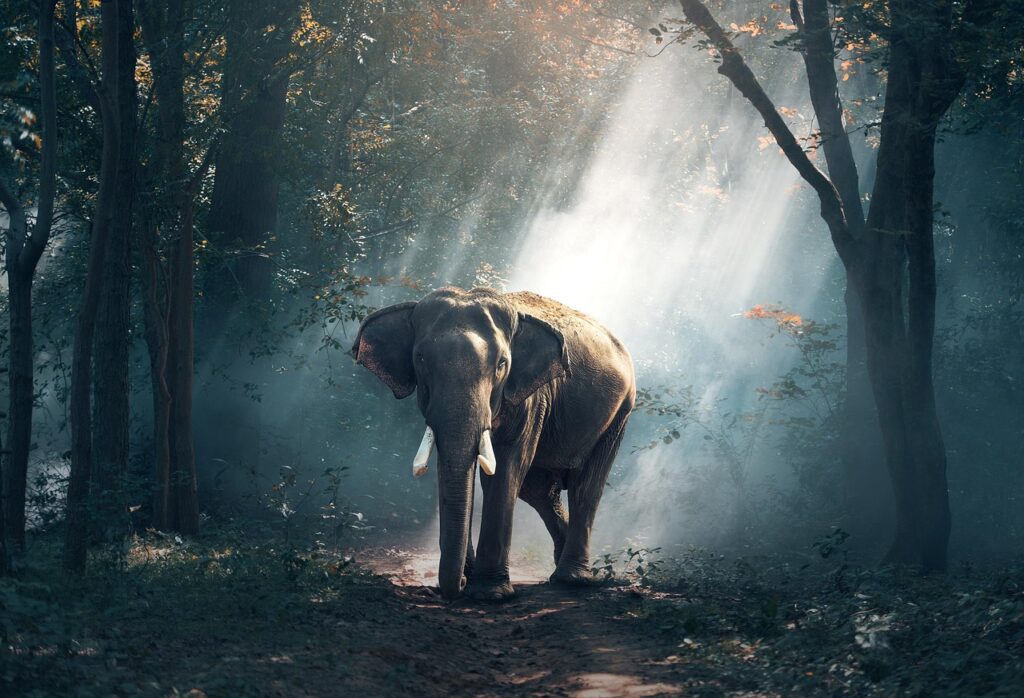 Elefant mystisch Hannibal Barkas – Steckbrief